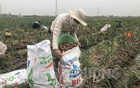 Nông dân thị xã Kinh Môn cần hỗ trợ tiêu thụ hành tỏi